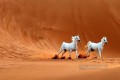 写真から現実的な砂漠の 2 頭の白い馬
